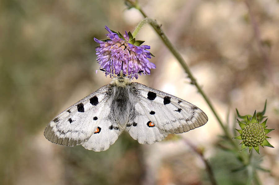 Parnassius apollo